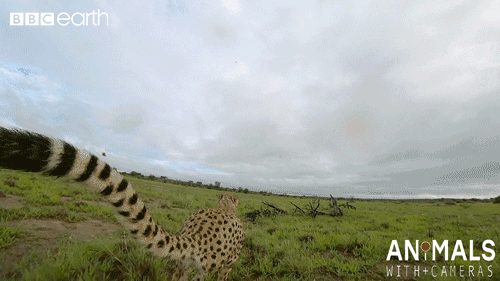 Beautiful Tail Cheetah Running On The Grass GIF