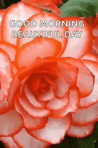 Beautiful Tuesday Good Morning Roses GIF