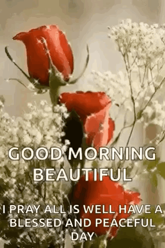 Beautiful Tuesday Red Roses GIF