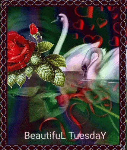 Beautiful Tuesday Swan With Roses GIF