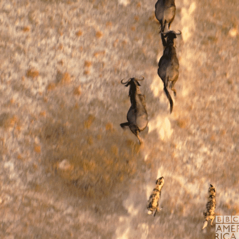 Beautiful View Of Ongole Cattle And Cheetah Running GIF