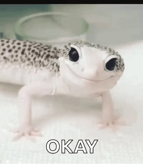 Beautiful White Lizard Winking GIF