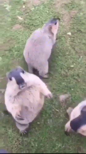 Fighting Beavers Waiting For Food GIF