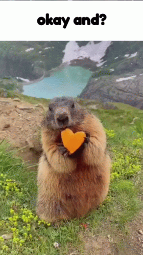 Beaver Munching On Heart Shaped Carrot GIF