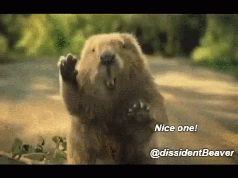 Adorable Beaver Nice One Salute GIF