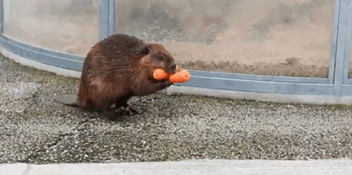 Mischievous Beaver Snatching Carrots GIF