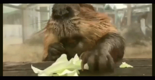 Big Beaver Munching On Veggies GIF