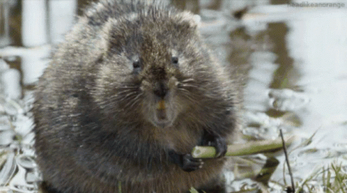 Chubby Beaver Munching On Stalk GIF
