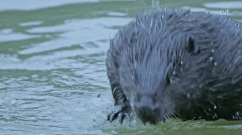 Chubby Beaver Submerging In Water GIF