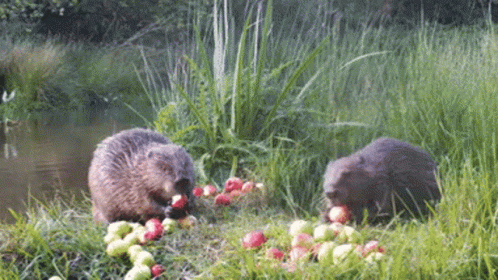Beaver Partners Eating Apples In Wild GIF
