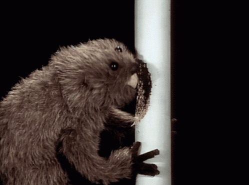 Puppet Beaver Gnawing On Post GIF