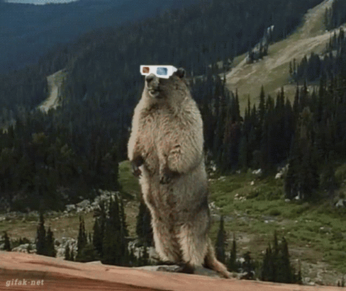 Hilarious Beaver Screaming Wearing Sunglasses GIF