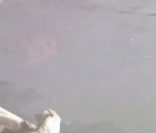 Beaver Breaking Out From Ice GIF