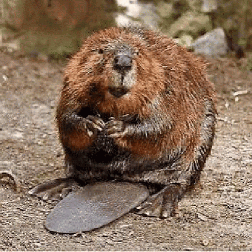 Flashing Beaver Image In Nature GIF