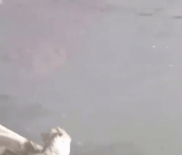 Beaver Breaking Out From Ice GIF