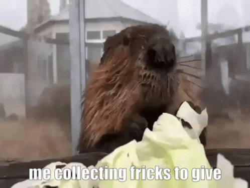Beaver Eating Lettuce Me Collecting Tricks to Give