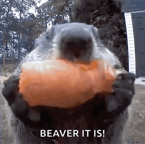 Beaver Holding Pumpkin