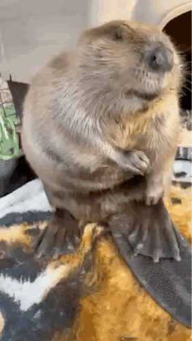 Beaver Sitting on Couch Blanket