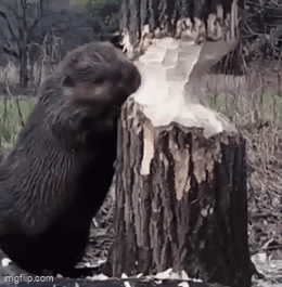 Beaver Standing Next to Cut Tree Stump