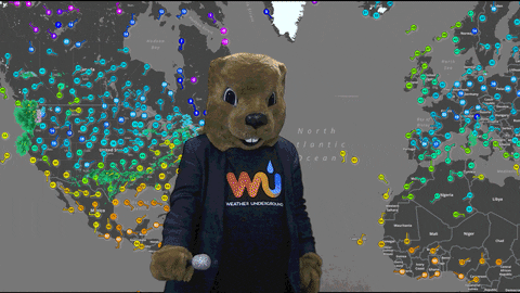 Beaver Weatherman Mic Drop GIF