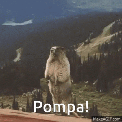 Beaver Yelling Calling Out Pompa Meme GIF