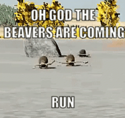 Beavers Are Coming Run Meme GIF