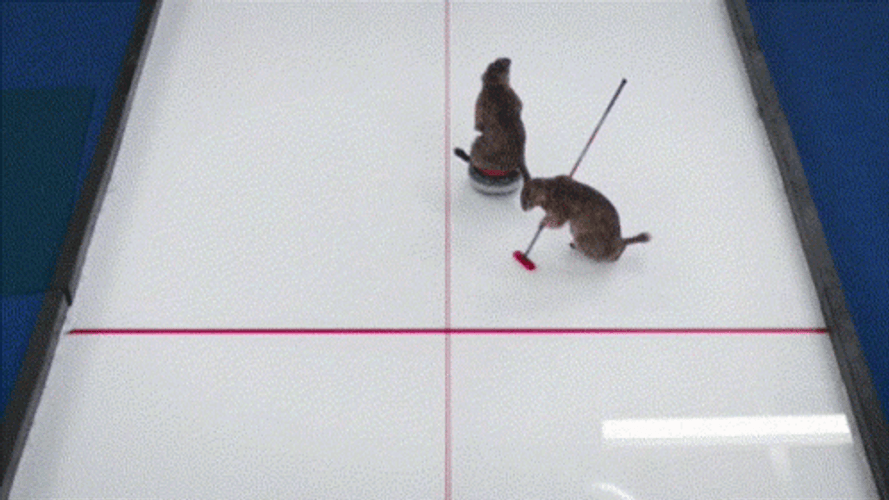 Beavers Curling Olympics GIF