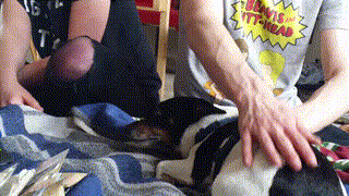 Beavis And Butt Head Fan Shirt GIF