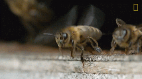 Bee Close Up With National Geographic Logo GIF