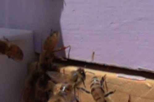 Bee Flying Banging Head Against Wall GIF