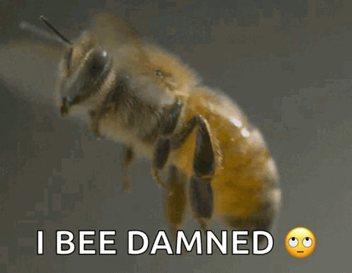 Bee Flying Close Up