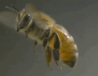 Bee Flying Close Up