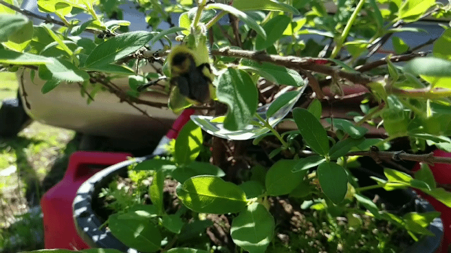 Bee Flying Slow Motion GIF
