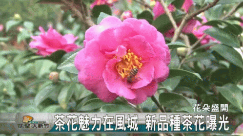 Bee Gathering Nectar From Pink Flower GIF