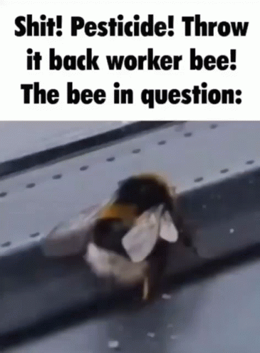Bee In Question Meme GIF
