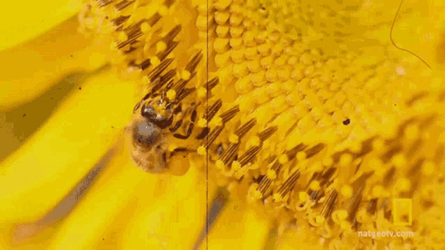 Bee Insect GIF