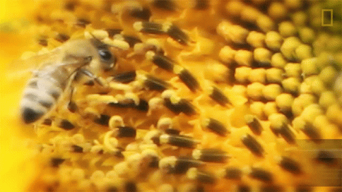 Bee on Sunflower