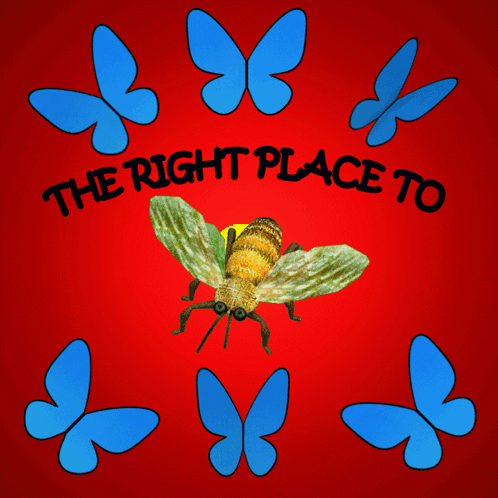 Bee Saying The Right Place To
