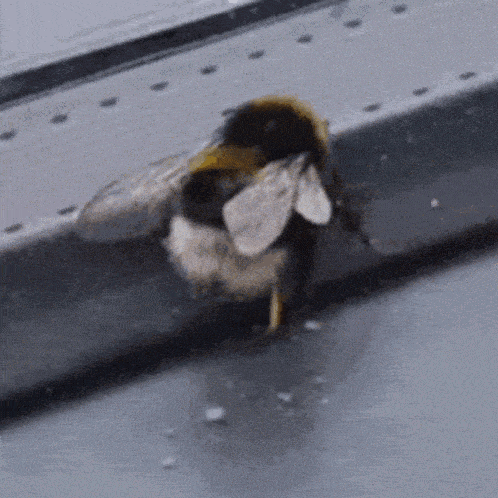 Bee Sitting on Ledge
