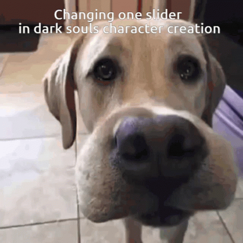 Bee Sting Dogs Face Before And After GIF