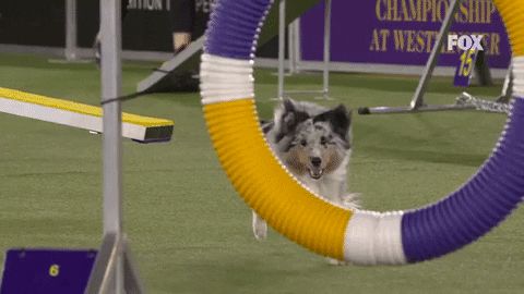 Bee The Shetland Sheepdog Jumping GIF