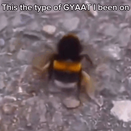 Bee Twerking Meme GIF