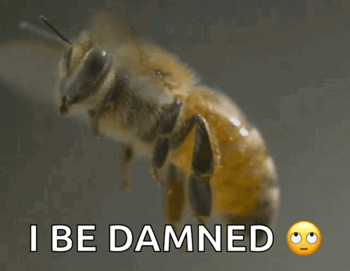Bee With I Be Damned
