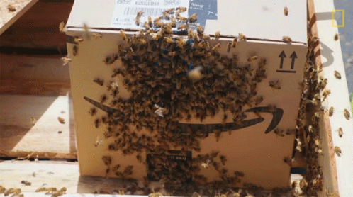 Bees Are Gathered Around A Cardboard Box With An Amazon Logo GIF