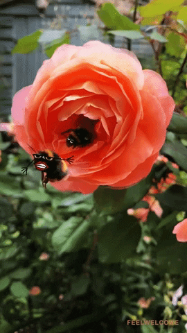 Bees Coming Out From Flower GIF