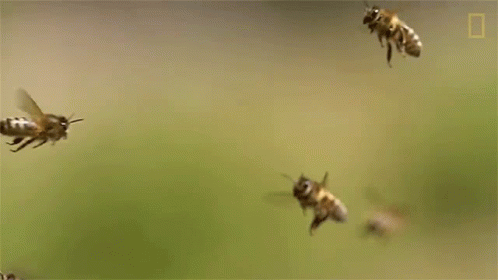 Bees Flying In A Row GIF