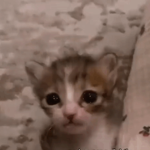 Begging Face Of Crying Cat GIF