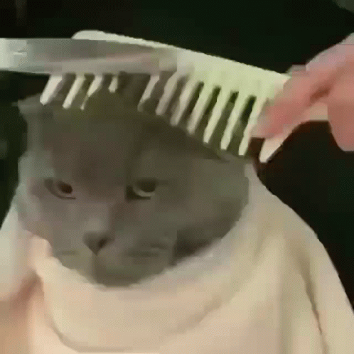 Behave Cat Getting A Haircut GIF