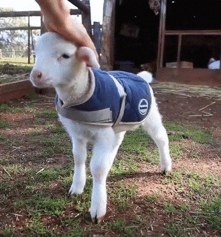 Behave Cute White Funny Goat GIF
