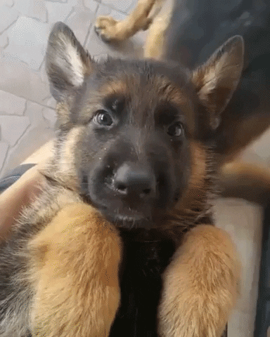 Behave German Shepherd GIF